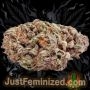 Just Feminized Jelly Donutz Auto Smoke Buds Weed Ganja Skunk Dope Pot Images Pics Nuggets