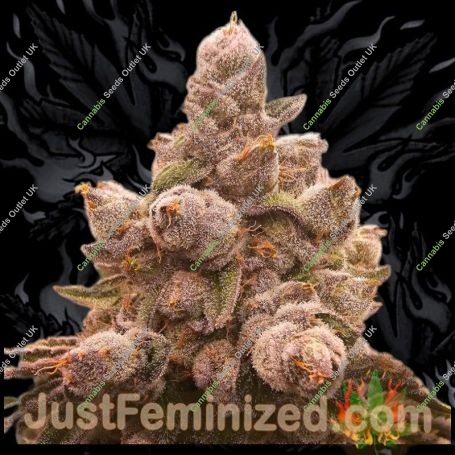Jelly Donutz Marijuana Strain by Just Feminized For Sale Online at Cannabis Seeds Outlet