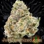 Just Feminized Jelly Donutz Smoke Buds Weed Ganja Skunk Dope Pot Images Pics Nuggets