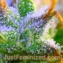 Jelly Donutz by Just Feminized THC Content Potency Strength CBD Height Yield Flowering Time Indica Sativa Genetics