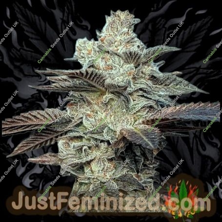 Jokerz Auto Marijuana Strain by Just Feminized For Sale Online at Cannabis Seeds Outlet