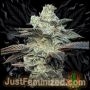 Jokerz Auto Marijuana Strain by Just Feminized For Sale Online at Cannabis Seeds Outlet