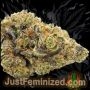 Just Feminized Jokerz Auto Smoke Buds Weed Ganja Skunk Dope Pot Images Pics Nuggets