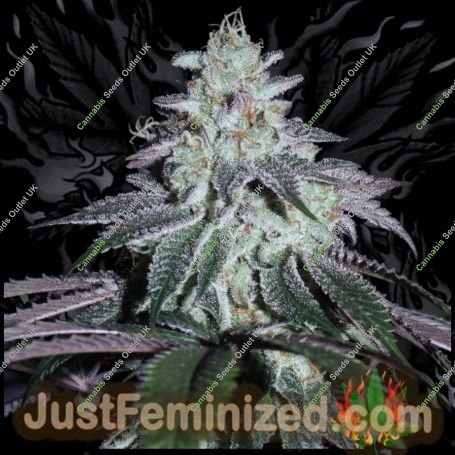 Jokerz Feminized Marijuana Strain by Just Feminized For Sale Online at Cannabis Seeds Outlet