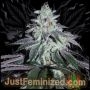 Jokerz Feminized Marijuana Strain by Just Feminized For Sale Online at Cannabis Seeds Outlet