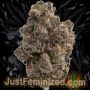 Just Feminized Jokerz Smoke Buds Weed Ganja Skunk Dope Pot Images Pics Nuggets
