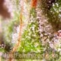 Jokerz Feminized by Just Feminized THC Content Potency Strength CBD Height Yield Flowering Time Indica Sativa Genetics