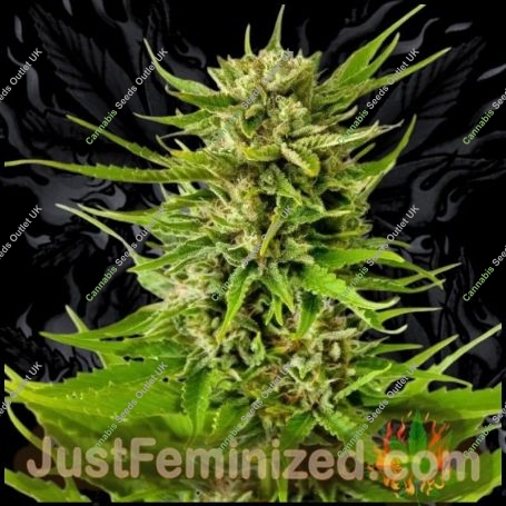 K2 Marijuana Strain by Just Feminized For Sale Online at Cannabis Seeds Outlet