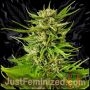 K2 Marijuana Strain by Just Feminized For Sale Online at Cannabis Seeds Outlet