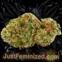 Just Feminized K2 Smoke Buds Weed Ganja Skunk Dope Pot Images Pics Nuggets