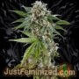 Kush n Cheese Marijuana Strain by Just Feminized For Sale Online at Cannabis Seeds Outlet