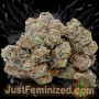 Just Feminized Kush n Cheese Smoke Buds Weed Ganja Skunk Dope Pot Images Pics Nuggets