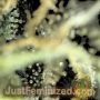 Kush n Cheese by Just Feminized THC Content Potency Strength CBD Height Yield Flowering Time Indica Sativa Genetics