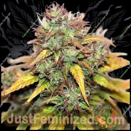 Kush O Matic Auto Marijuana Strain by Just Feminized For Sale Online at Cannabis Seeds Outlet