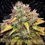 Kush O Matic Auto Marijuana Strain by Just Feminized For Sale Online at Cannabis Seeds Outlet