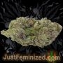 Just Feminized Kush O Matic Auto Smoke Buds Weed Ganja Skunk Dope Pot Images Pics Nuggets