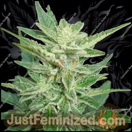 Lemon O Matic Auto Marijuana Strain by Just Feminized For Sale Online at Cannabis Seeds Outlet