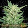 Lemon O Matic Auto Marijuana Strain by Just Feminized For Sale Online at Cannabis Seeds Outlet