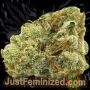 Just Feminized Lemon O Matic Auto Smoke Buds Weed Ganja Skunk Dope Pot Images Pics Nuggets