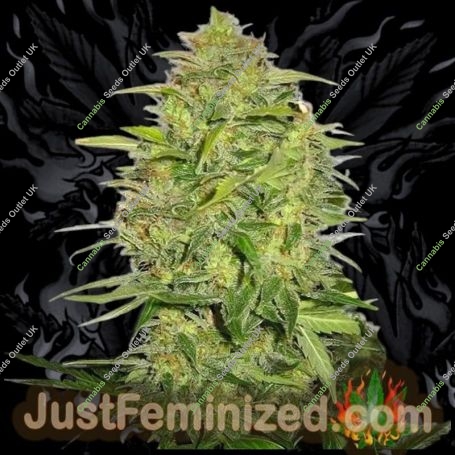 Lemon Skunk Auto Marijuana Strain by Just Feminized For Sale Online at Cannabis Seeds Outlet