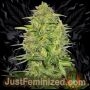 Lemon Skunk Auto Marijuana Strain by Just Feminized For Sale Online at Cannabis Seeds Outlet
