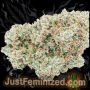 Just Feminized Lemon Skunk Auto Smoke Buds Weed Ganja Skunk Dope Pot Images Pics Nuggets