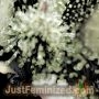 Lemon Skunk Auto by Just Feminized THC Content Potency Strength CBD Height Yield Flowering Time Indica Sativa Genetics