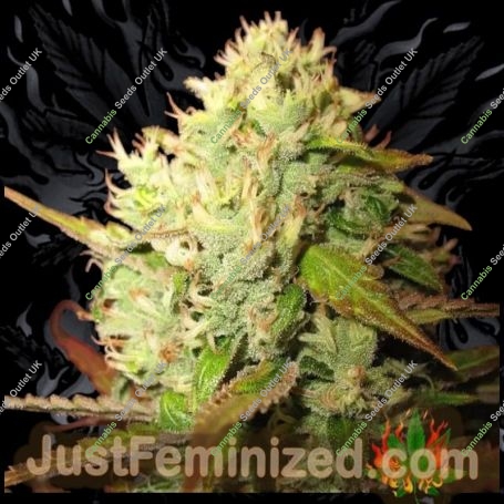 Lemon Skunk Marijuana Strain by Just Feminized For Sale Online at Cannabis Seeds Outlet