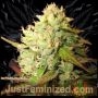 Lemon Skunk Marijuana Strain by Just Feminized For Sale Online at Cannabis Seeds Outlet