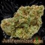 Just Feminized Lemon Skunk Smoke Buds Weed Ganja Skunk Dope Pot Images Pics Nuggets