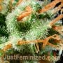 Lemon Skunk by Just Feminized THC Content Potency Strength CBD Height Yield Flowering Time Indica Sativa Genetics