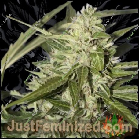 LSD Auto Marijuana Strain by Just Feminized For Sale Online at Cannabis Seeds Outlet