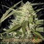 LSD Auto Marijuana Strain by Just Feminized For Sale Online at Cannabis Seeds Outlet