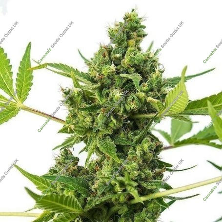 Black Jack Auto Feminized Marijuana Strain by Our Own Weed Breeders For Sale Online at Cannabis Seeds Outlet