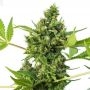 Black Jack Auto Feminized Marijuana Strain by Our Own Weed Breeders For Sale Online at Cannabis Seeds Outlet