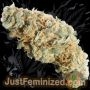 Just Feminized LSD Auto Smoke Buds Weed Ganja Skunk Dope Pot Images Pics Nuggets