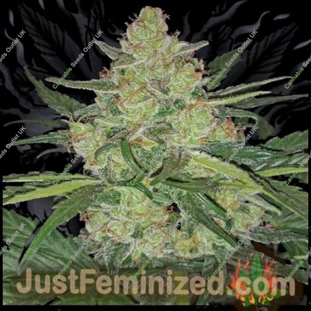 LSD Fast V Marijuana Strain by Just Feminized For Sale Online at Cannabis Seeds Outlet