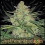 LSD Fast V Marijuana Strain by Just Feminized For Sale Online at Cannabis Seeds Outlet