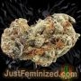 Just Feminized LSD Fast V Smoke Buds Weed Ganja Skunk Dope Pot Images Pics Nuggets