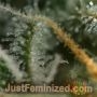 LSD Fast V by Just Feminized THC Content Potency Strength CBD Height Yield Flowering Time Indica Sativa Genetics