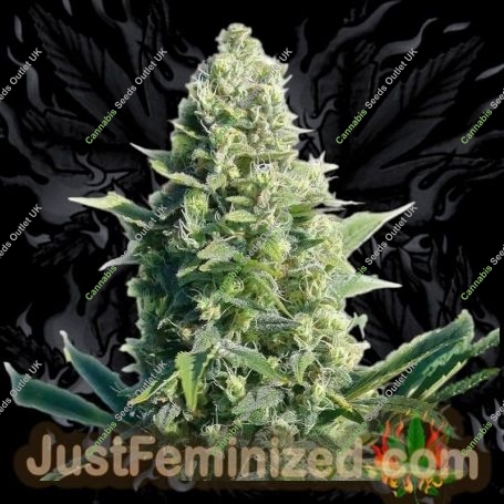 LSD Original Marijuana Strain by Just Feminized For Sale Online at Cannabis Seeds Outlet