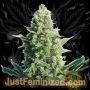 LSD Original Marijuana Strain by Just Feminized For Sale Online at Cannabis Seeds Outlet