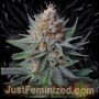 Lush Lavender Auto Marijuana Strain by Just Feminized For Sale Online at Cannabis Seeds Outlet