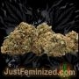 Just Feminized Lush Lavender Auto Smoke Buds Weed Ganja Skunk Dope Pot Images Pics Nuggets