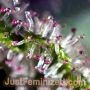 Lush Lavender Auto by Just Feminized THC Content Potency Strength CBD Height Yield Flowering Time Indica Sativa Genetics