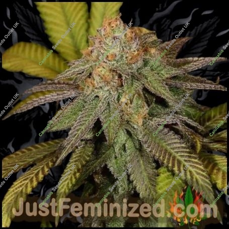 Lush Lavender Marijuana Strain by Just Feminized For Sale Online at Cannabis Seeds Outlet