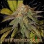 Lush Lavender Marijuana Strain by Just Feminized For Sale Online at Cannabis Seeds Outlet