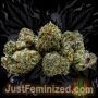 Just Feminized Lush Lavender Smoke Buds Weed Ganja Skunk Dope Pot Images Pics Nuggets