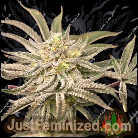 Mango Gushers Auto Marijuana Strain by Just Feminized For Sale Online at Cannabis Seeds Outlet
