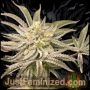 Mango Gushers Auto Marijuana Strain by Just Feminized For Sale Online at Cannabis Seeds Outlet